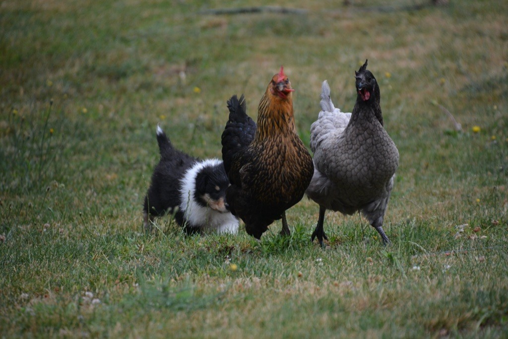 Ashbury - Nouvelles photos des bébés de Flounce à 5 semaines 