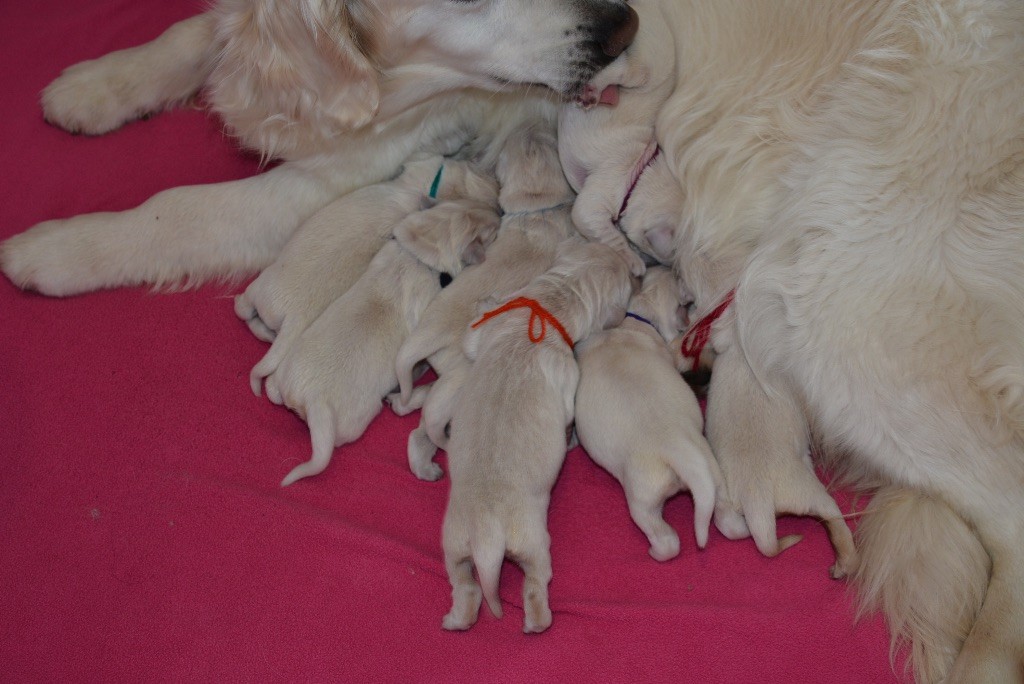 Ashbury - Naissance des bébés de Pepper le 21.04.19