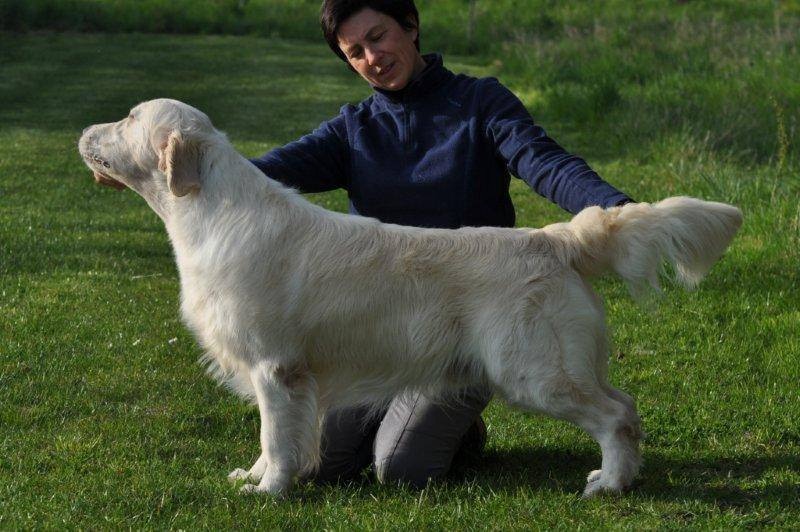 CH. jako's Mystic touch