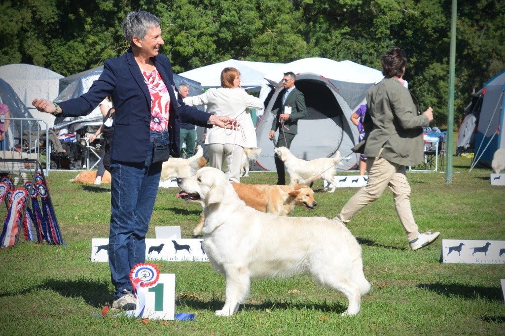 CH. golden rose bay's Waterloo