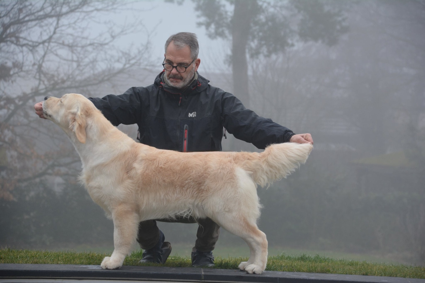 Ashbury - Recherche d'une famille pour un jeune mâle