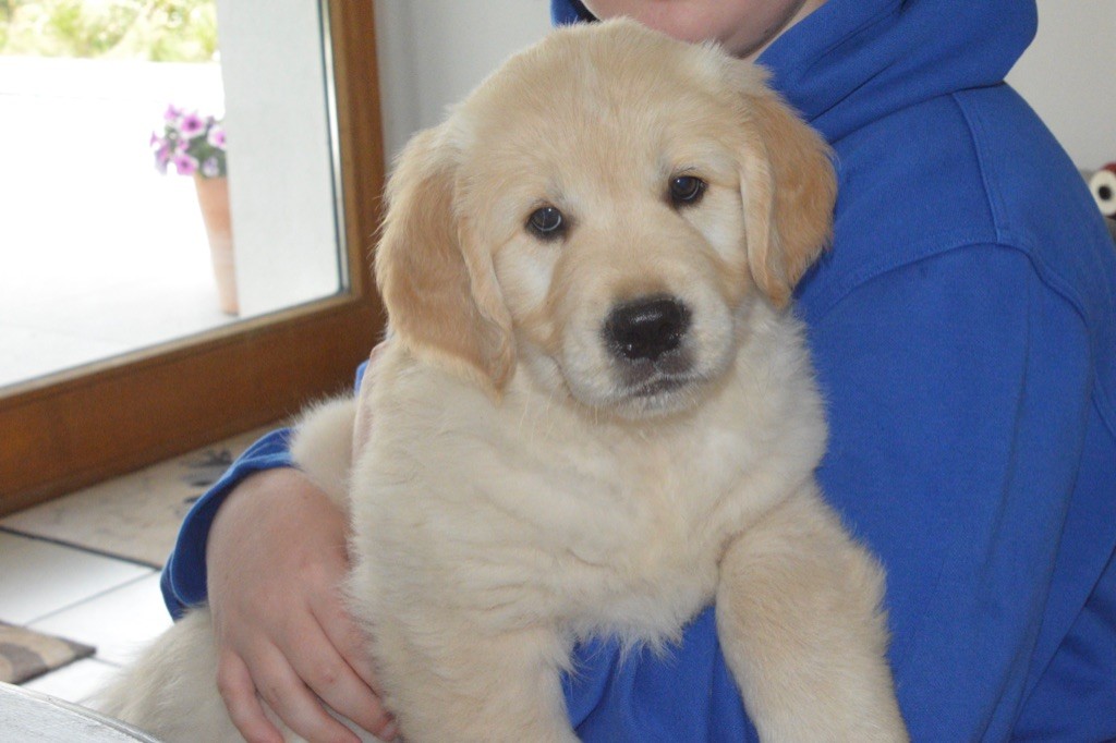 Ashbury - Golden Retriever - Portée née le 07/05/2024