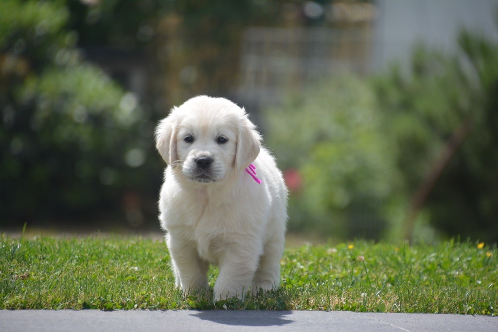 Ashbury - Chiots disponibles - Golden Retriever