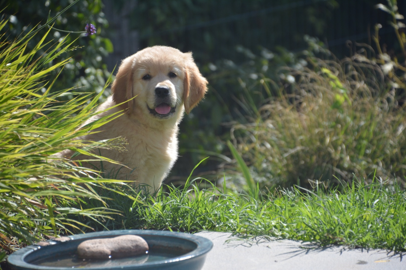 Ashbury - Chiots disponibles - Golden Retriever