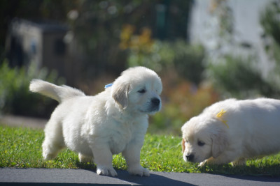 CHIOT 8