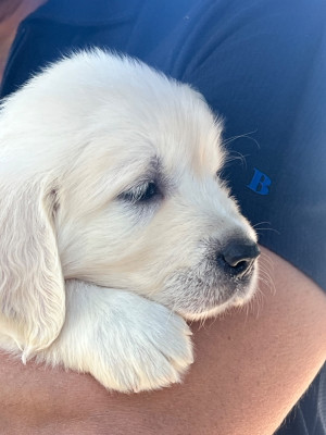 CHIOT 6